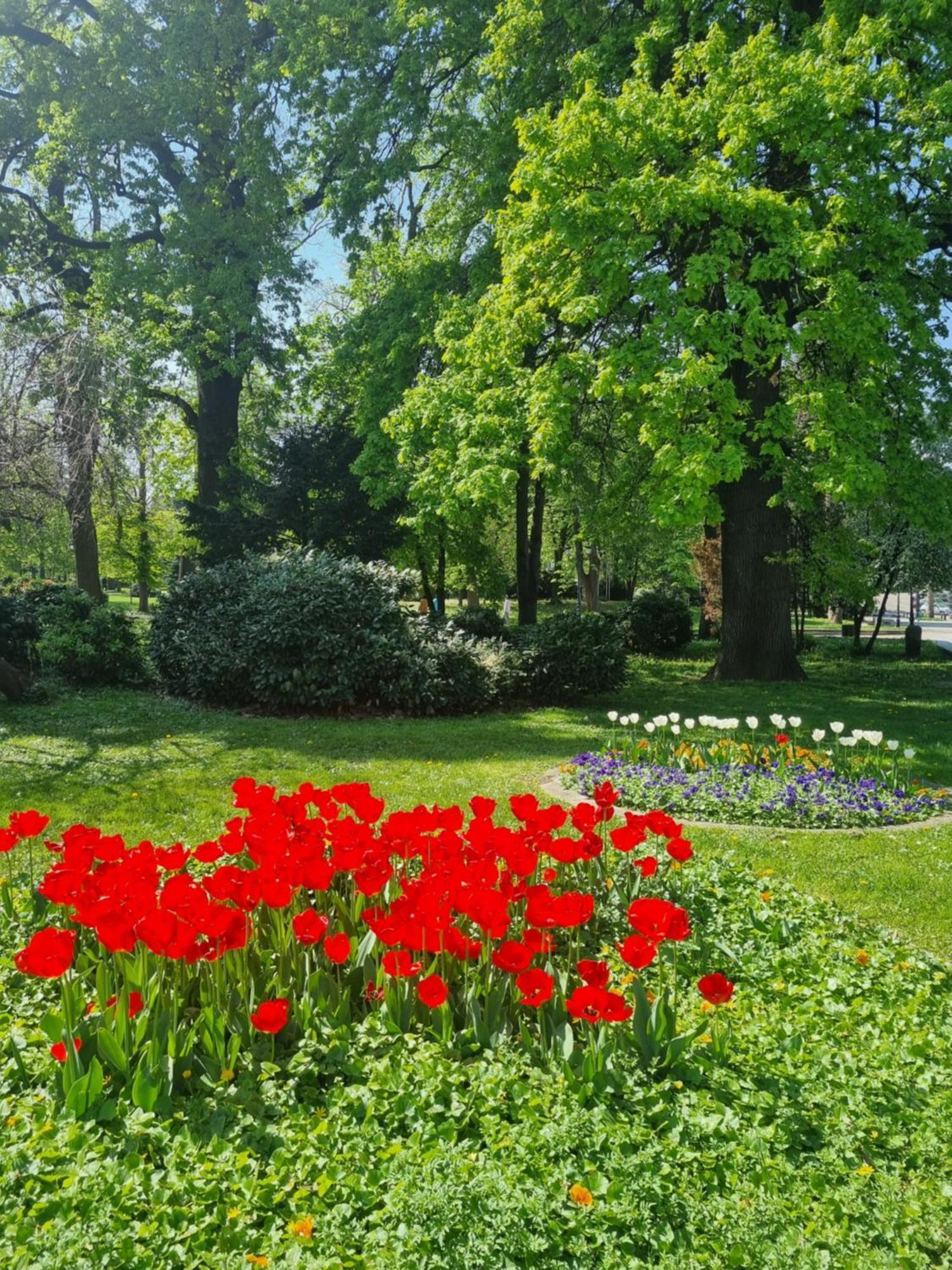 Tulip Dreamland