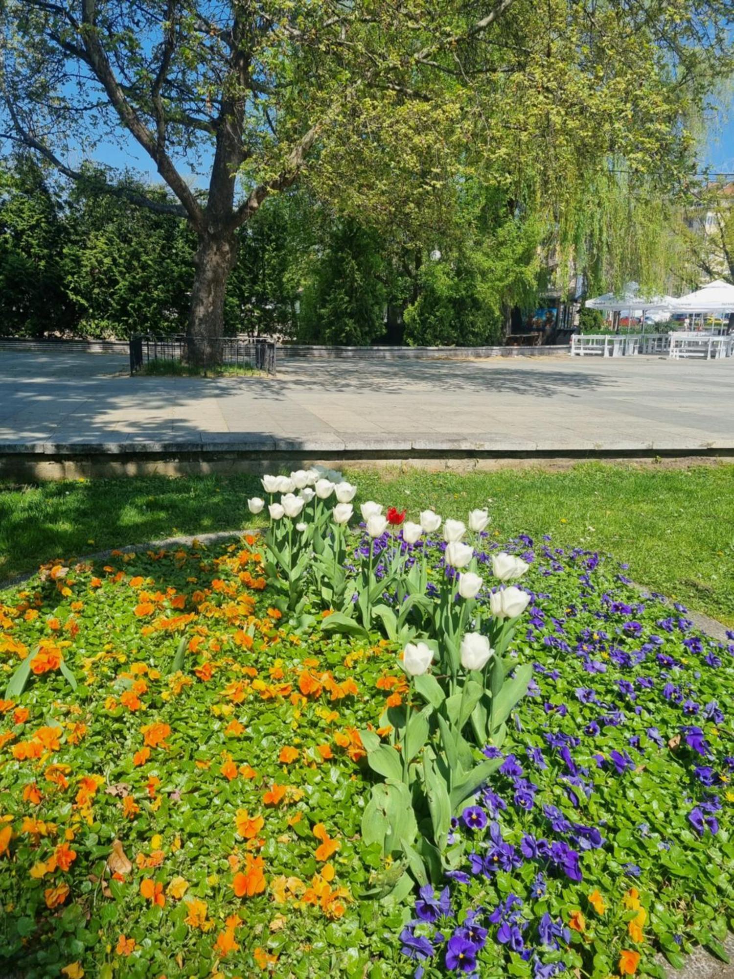 Tulip Dreamland