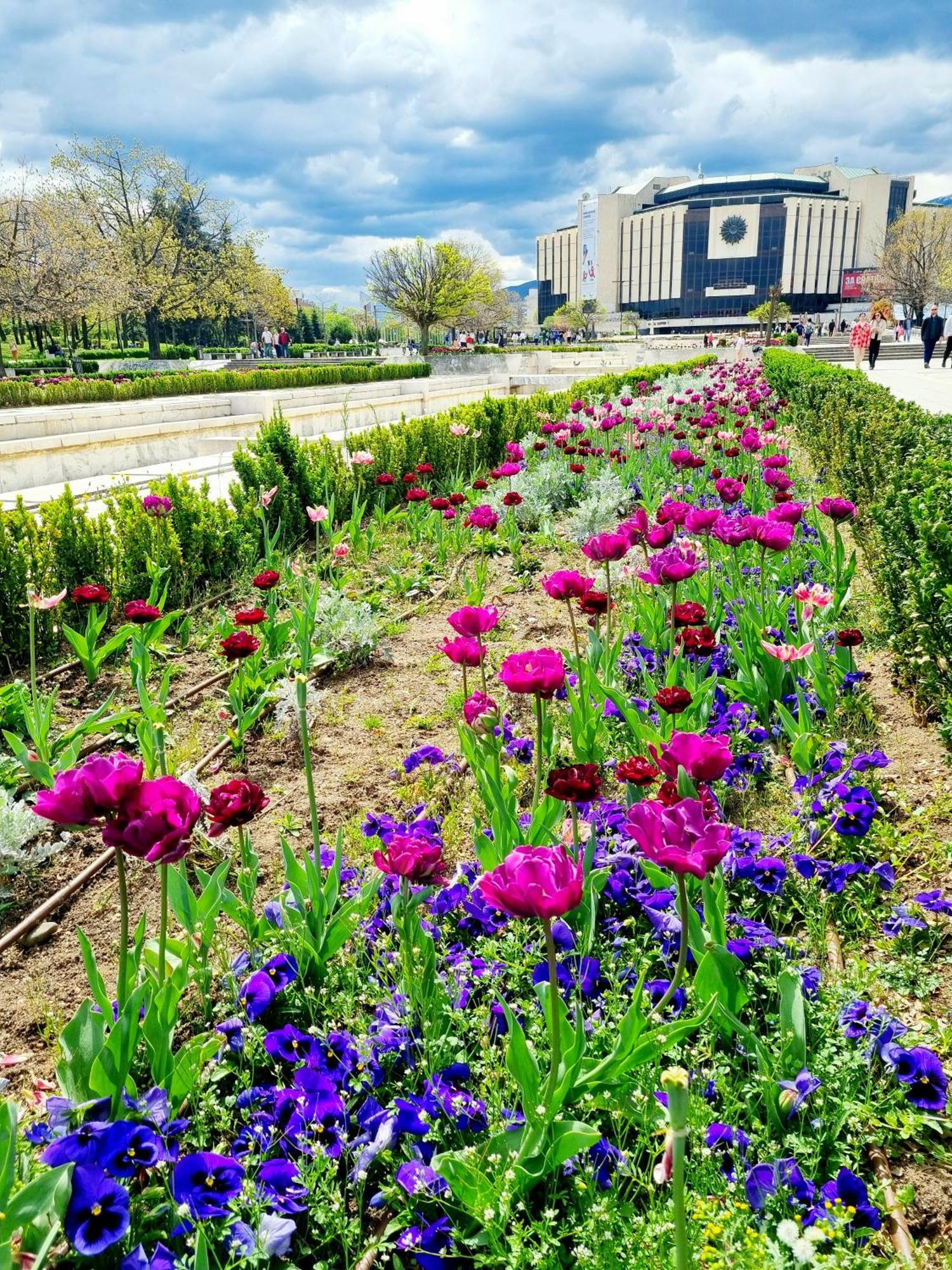 Tulip Dreamland Sofia